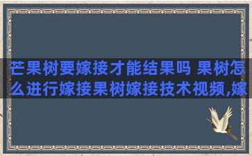 芒果树要嫁接才能结果吗 果树怎么进行嫁接果树嫁接技术视频,嫁接方法图解